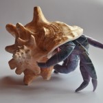 Krab w muszli duży fioletowy (2)