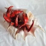 krab czerwony w muszli (4)