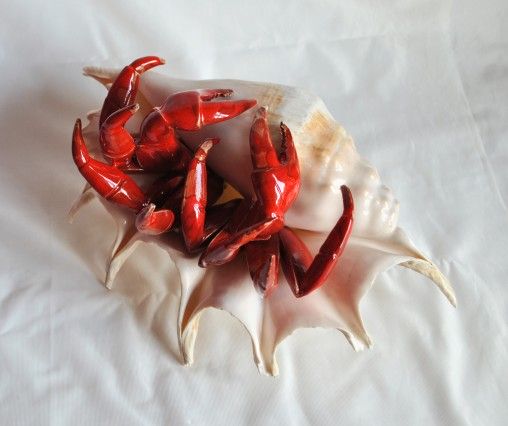 krab czerwony w muszli (4)